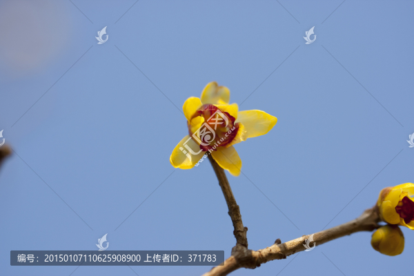 臘梅