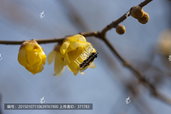 臘梅花