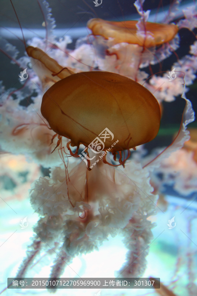 海洋精靈水母