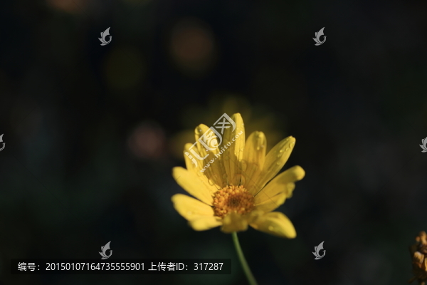 小菊花