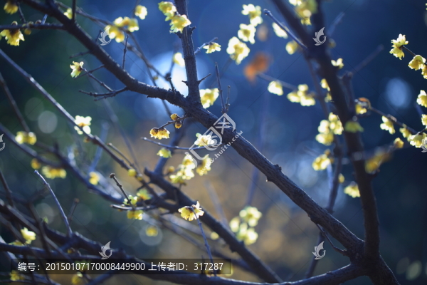 臘梅花開