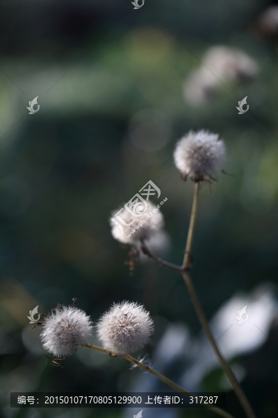 小花