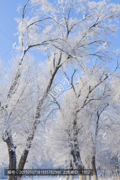 樹林