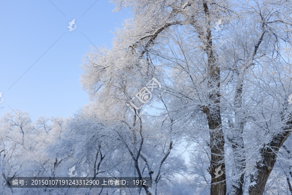 冬雪