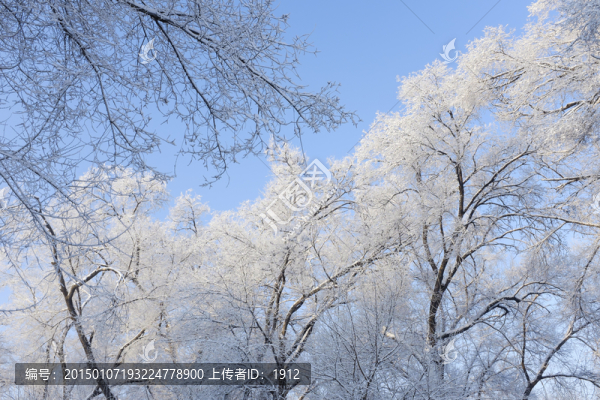 冬雪
