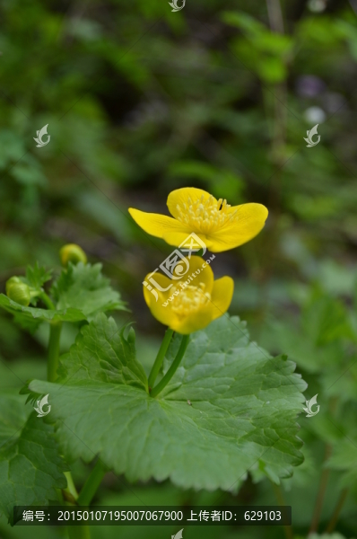 野生小黃花