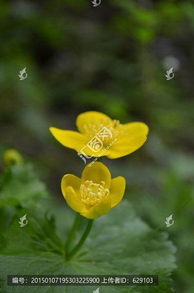 野生小黃花