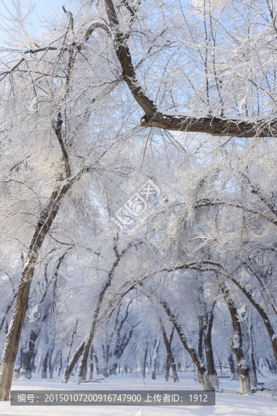樹林