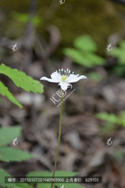 獨(dú)株小白花