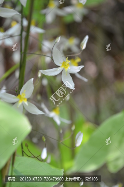 素雅野生小白花