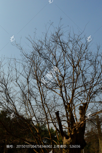 枯枝天空