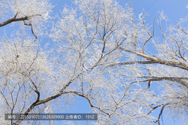 冬雪