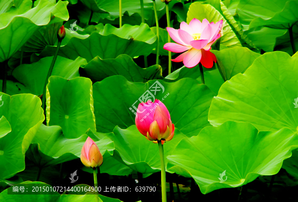 荷花