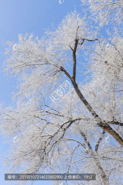 冬雪