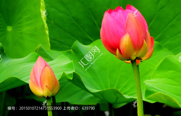 荷花