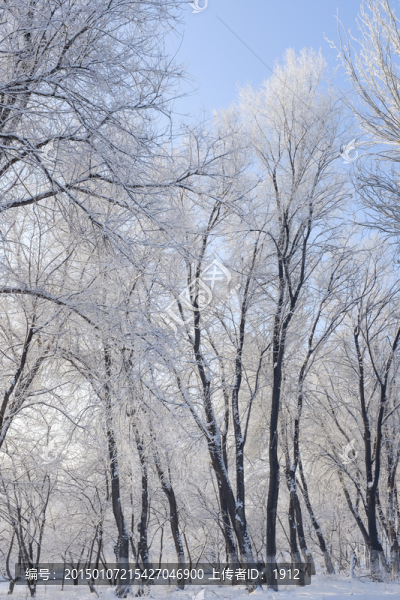 冬雪