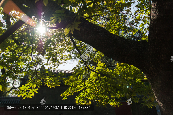 樹葉縫隙中的陽光