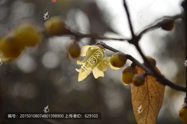 臘梅