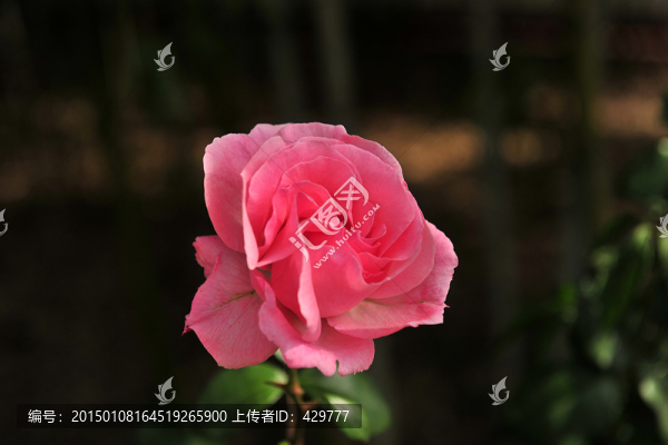 月季花
