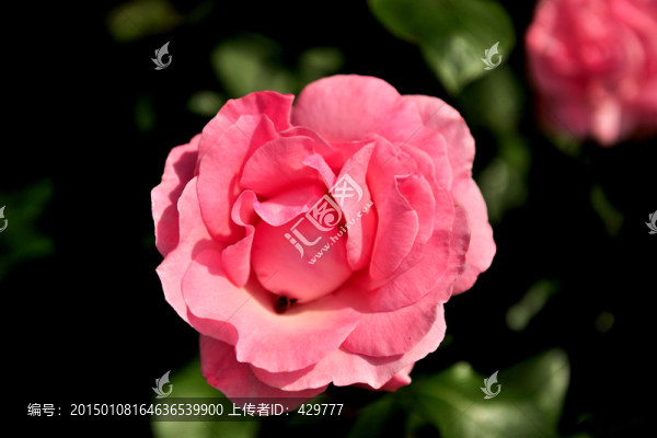 月季花