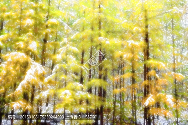 秋林雪韻