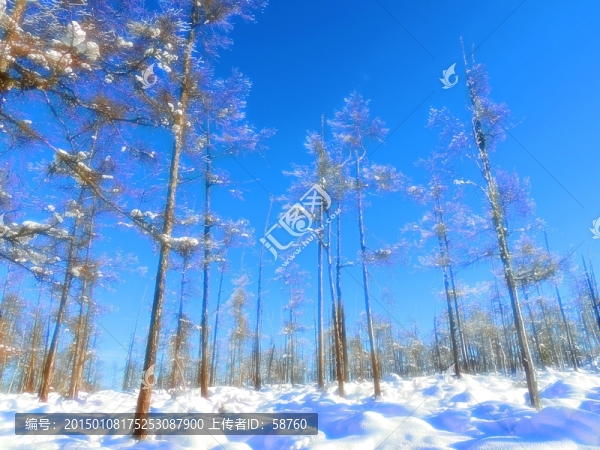 林海雪原