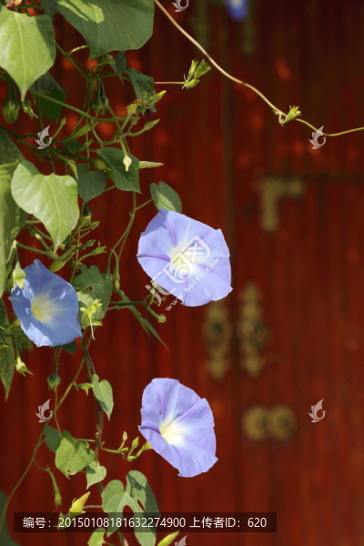 牽牛花