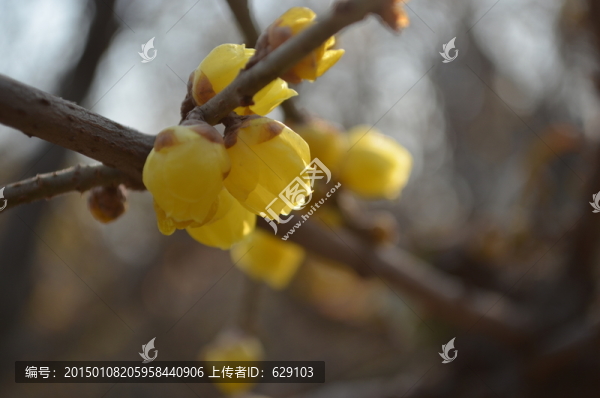 臘梅