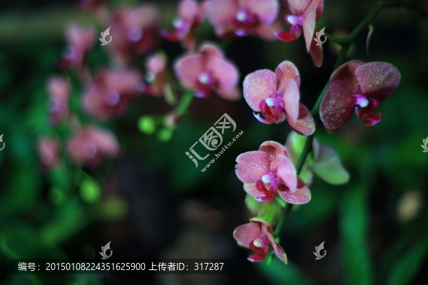 蘭花