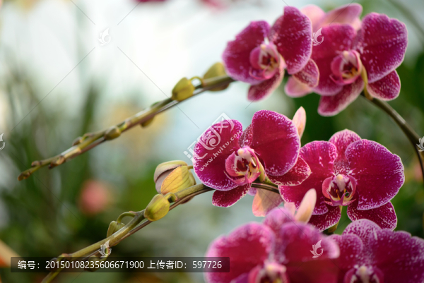 紅色蝴蝶蘭