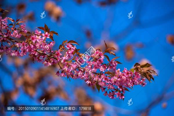 冬櫻花