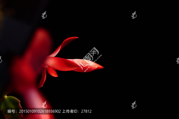 紅花