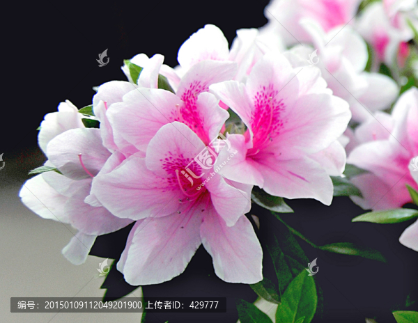 杜鵑花