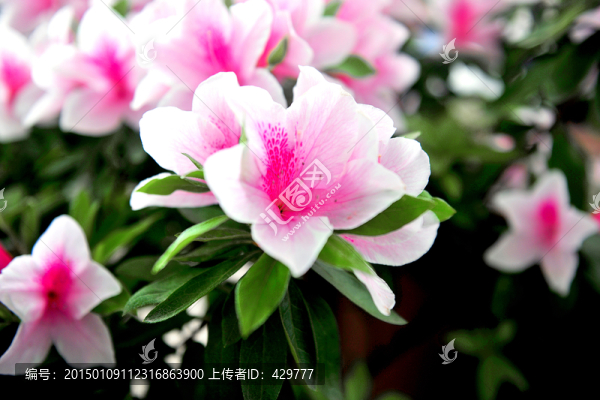 杜鵑花