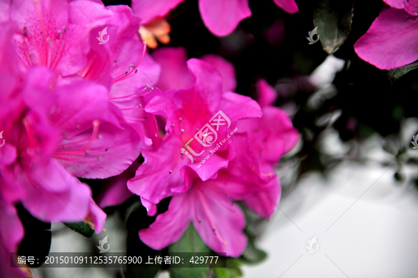 杜鵑花