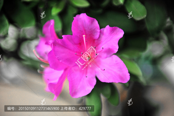 杜鵑花