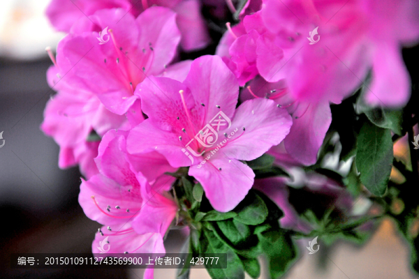杜鵑花