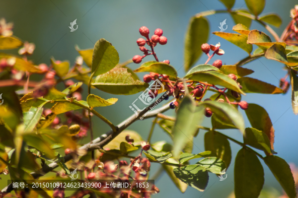 樹(shù)枝上的紅色果實(shí)