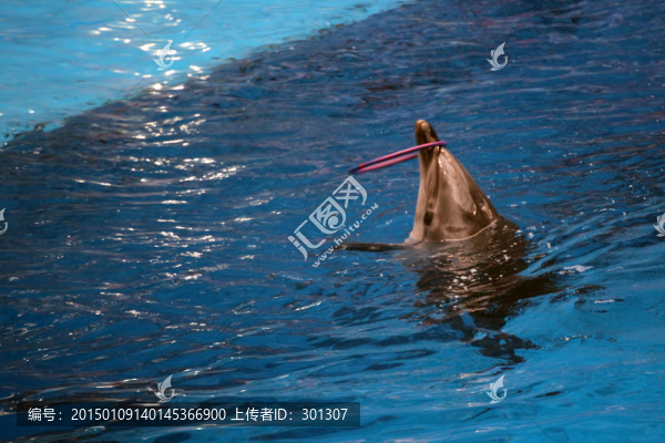 人類的朋友海豚