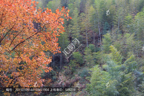 樹林