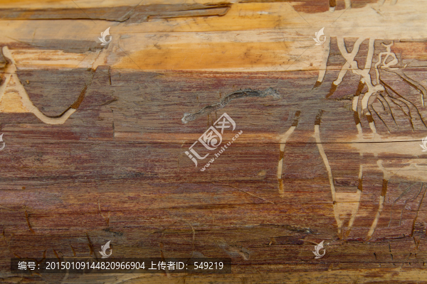 樹(shù)皮