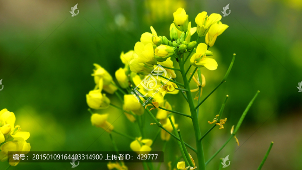 油菜花