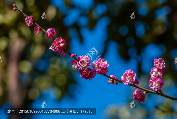 紅梅