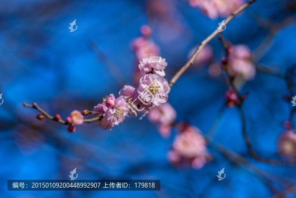 梅花
