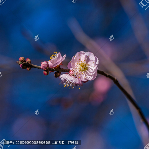 梅花