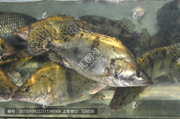 桂花魚