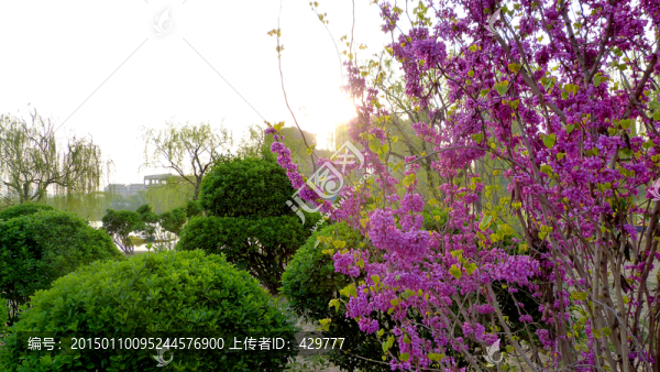 紫荊