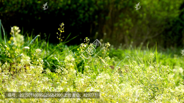 野草