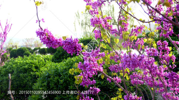 紫荊