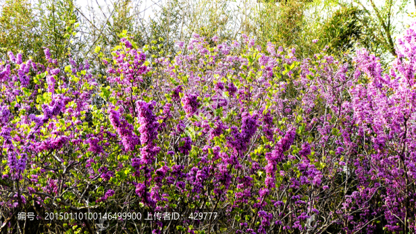 紫荊